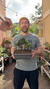 Rosemary as bonsai #bonsai #garden #plants #nature #learning | Zane’s Trees
