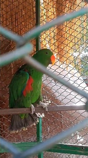 Wait Until You See Its Wings! #EclectusParrot
