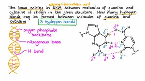 Stating How Many Hydrogen Bonds Link Guanine and Cytosine Base Pairs Together