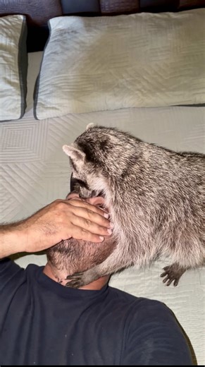 El Tobby llegó a jugar un rato a la cama conmigo 🦝🥰‼️ #aventura #animales #wild #animals #mapache