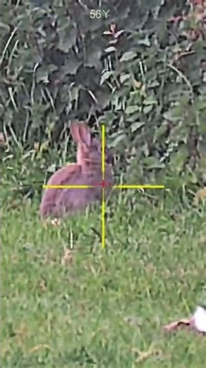⬆️ DAYTIME RABBIT CONTROL⬆️ #pestcontrol #hunting #rabbit