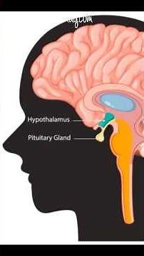 Understanding Oral Contraception