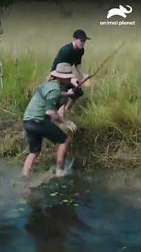 Desafío en la Selva: Rastreador para el Cocodrilo de Agua Dulce