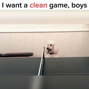 240K views · 2.4K reactions | Ping pong poodle would be SO happy if...
