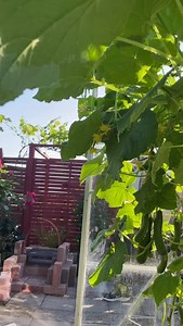 Abu Antar harvesting cucumber #explore #funny #laugh #garden | Razi Irawani
