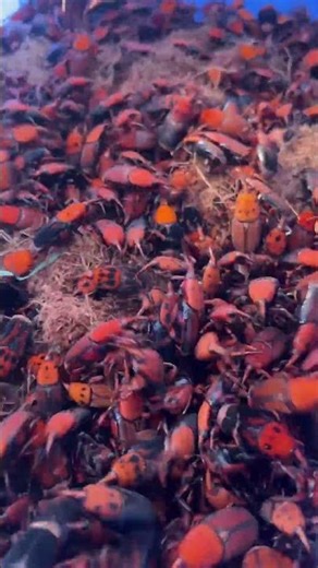 I'm Rearing THOUSANDS of These Creepy Crawlies in My Backyard! 🐛💰 Bamboo Worm