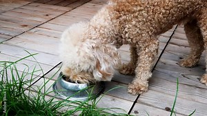 Cute poodle dogs eating feeding barf raw meat meal from bowl