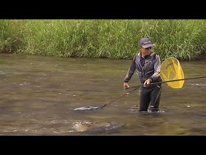 【いつでも釣り気分！】#289 ホームフィールドで躍動！ 名手が攻める愛知県巴川の鮎