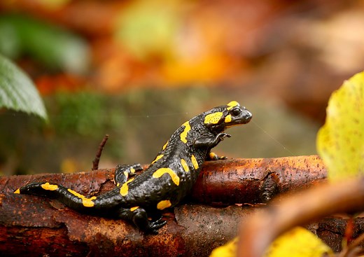Salamander | Species, Life Cycle, & Facts | Britannica
