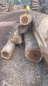 The Art of Dressing Indian Rosewood 🪵 Witness the intricate process of dressing Indian Rosewood, a prized timber known for its durability, rich color, and unique grain patterns. From rough cutting to sanding and finishing, skilled craftsmen meticulously transform this valuable wood into exquisite pieces of furniture and decor. Explore the beauty of Indian Rosewood and the artistry behind its transformation. #nilamburteak #woodworking #carpenter #rosewood #furniture #timber #craftsmanship #india