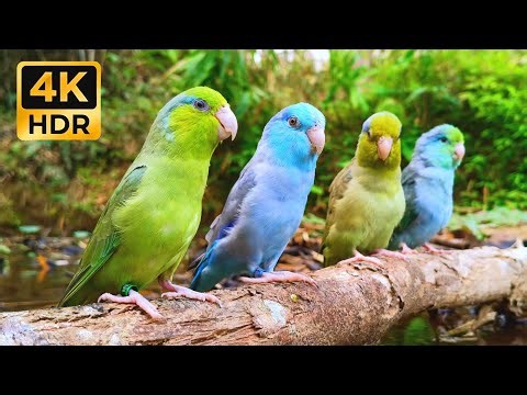 Beautiful Wild Parrotlet Symphony • 1 Hour Relaxing Bird Songs & Forest Sounds