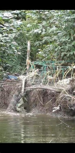 “Witness the raw power of the Komodo dragon – nature’s living dinosaur. This incredible footage captures every fierce move, reminding us of the wild side that still thrists on our planet. #KomodoDragon #WildlifeWednesday #NatureInAction #EpicAnimals #DidYouKnow” *Hashtag block* #KomodoDragon #WildlifeWednesday #NatureInAction #EpicAnimals #DidYouKnow | Blinzg diamond