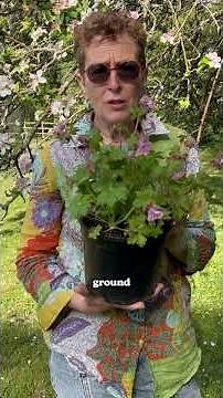 Geranium macrorrhizum ‘Ingwersen’s Variety’ (zones 4–8) #plants #gardening