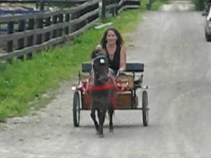 Drivin mini horse
