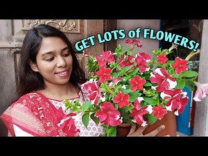 Petunia Plant Care// Best Potting Mix// How to Grow Petunia Plants