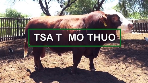 Black Australorp chicken breed episode 2025 | Ministry of Lands and Agriculture