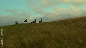 Four Canadian geese hanging out at Bandon Dunes golf course, beautiful nature scene with nice lighting and moving clouds and grass