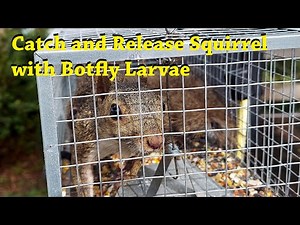 The Squirrel Trap, Catch and Release with botfly larvae