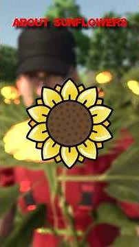SUNFLOWER in FS25 - Everything you NEED to know!