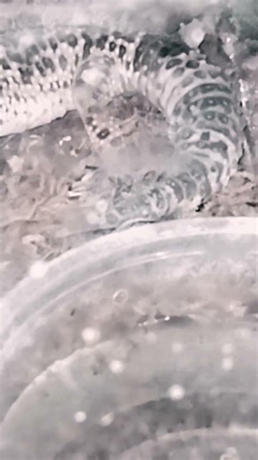 Azul my leopard gecko