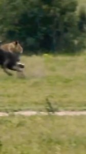 Lion Attack On Wildbeast 😳😢 | Eating Sounds