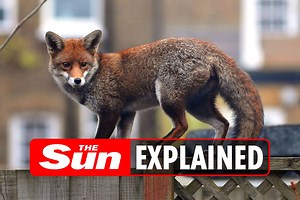 The reason why foxes scream at night explained