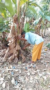 1.2M views · 9.4K reactions | Cara mudah menghilangkan virus pada pohon pisang #cara #diy #fyp #reels #videoviral #jajaldewe | Ari Pramiswari | Facebook