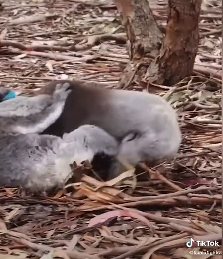 PART TWO, a clear winner is crowned. Make sure your sound is UP #koalafight