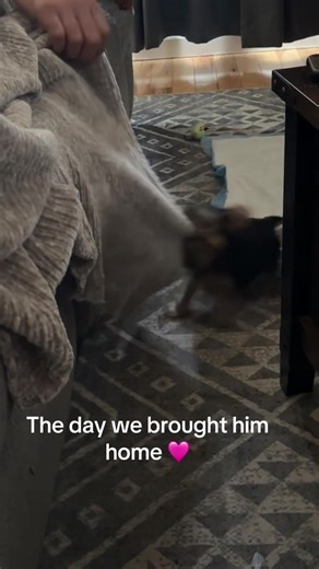 First Day Home with Our New Yorkie