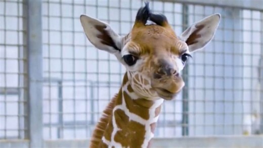 Dallas Zoo welcomes new baby giraffe