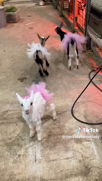 Working at a goat dairy means I have access to baby goats to dress up. #babygoats #goats #cute #ballerinas #tutu #farmlife #adorable #bows #dairyfarmer #fyp #foryou #makethisgoviral
