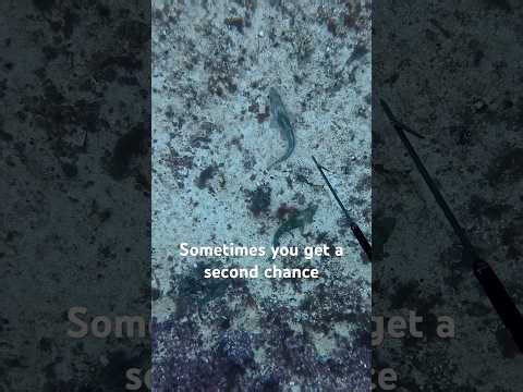 Primitive spearfishing in the Arctic! #spearfishing