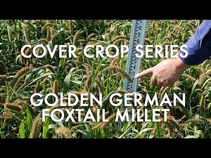 Golden German Foxtail Millet: Noble Cover Crop Series