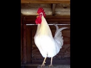 ROOSTERS Crowing, Crowing ROOSTERS, ROOSTERS Compilation (Babies, Toddlers, Preschool, K-3)