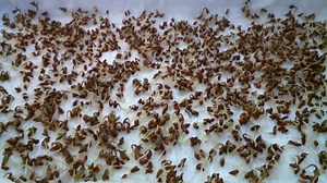 Cress Seeds Growing Raspberry Pi Time Lapse Video