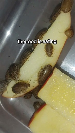 dubia roaches! #dubiaroaches #dubias #dubia #leopardgecko #reptiles #feederinsects
