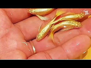 Beautiful Golden Guppy Fish Up Close – Rare Long Tail Breed