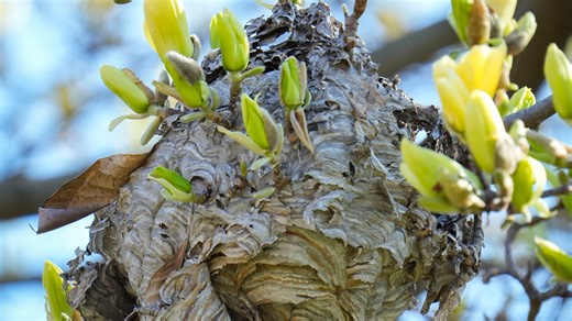 3 more radioactive wasp nests found at SC nuclear facility. Is there a threat to public?