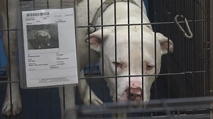 'Hair-O-Meter' helps you judge wind speed