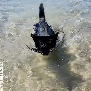 10M views · 816K reactions | Fearless kitten loves swimming in the ocean Partner: Nathan the Beach Cat IG: instagram.com/nathan_thebeachcat/ | Bored Panda Art | Facebook
