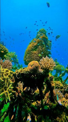 An unusual Reef with electricity ⚡🪸🐠 #biorock #bali #underwater #underwaterworld #reef #diving