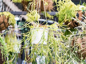 Why Succulents Make Great Hanging Plants - realestate.com.au