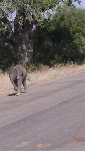 457K views · 13K reactions | When freedom meets curiosity — a baby elephant runs across the jungle road, chasing the beauty of life.” #AfricanJungle #WildlifePhotography #ElephantMagic | Animals voice | Facebook
