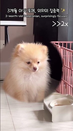 3개월 강아지 기다려 성공 ㅋㅋ 끄앙🎀😭 #pomeranian #puppy #livinginvietnam #포메라니안 #강아지 #기다려