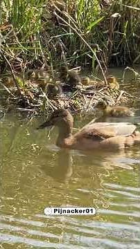 Mother Duck Protects 10 Cute Ducklings | Spring Canal Wildlife Short