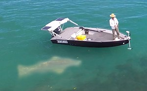 澳大利亚原始河流域遇到怪物斑王鱼！大堡礁渔夫的荒野垂钓日记