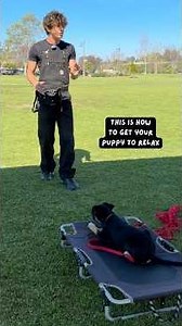 Teach Your Puppy How to Relax