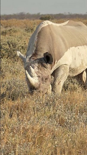 Rhino feeding on dry grass of Etosha