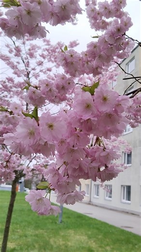 പൂത്തുലഞ്ഞ് സകൂറ🌸Sakura || Cherry blossom ||sakura bloomed in Estonia || Spring#viral #shorts#sakura