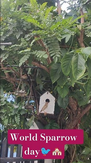 On World Sparrow Day, let’s protect these little friends and create safe spaces for them to thrive🐦